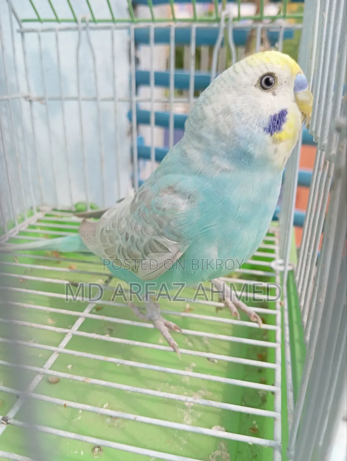 Rainbow Badjigar Male