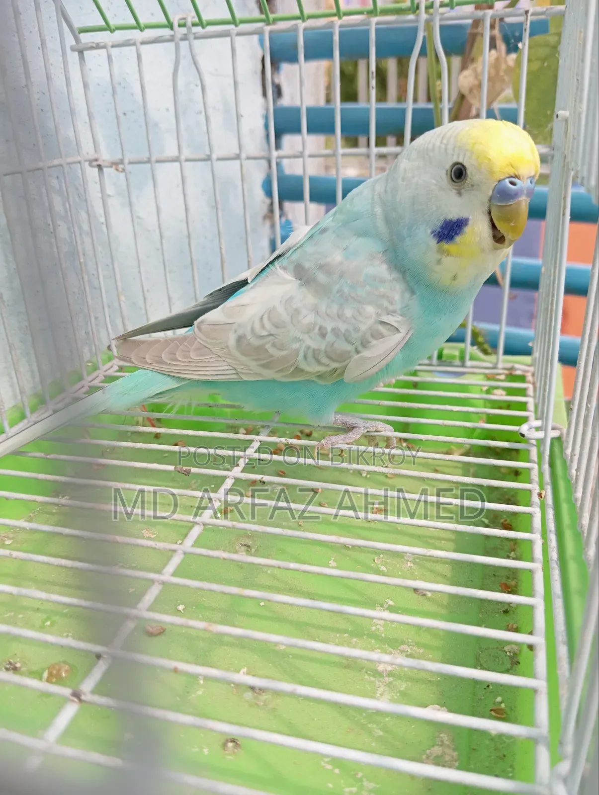 Rainbow Badjigar Male