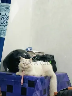 6-12 Months Male Mixed Breed Persian Cat
