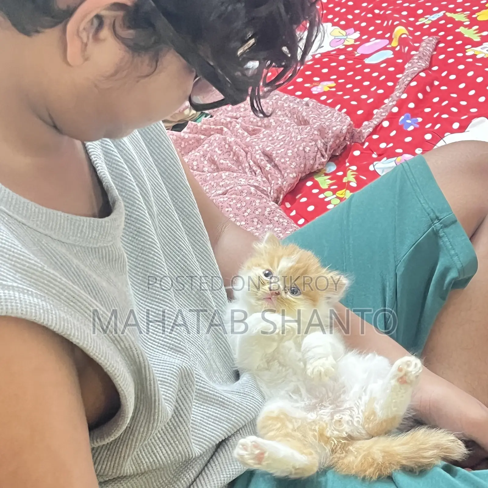 1-3 months Male Purebred Persian