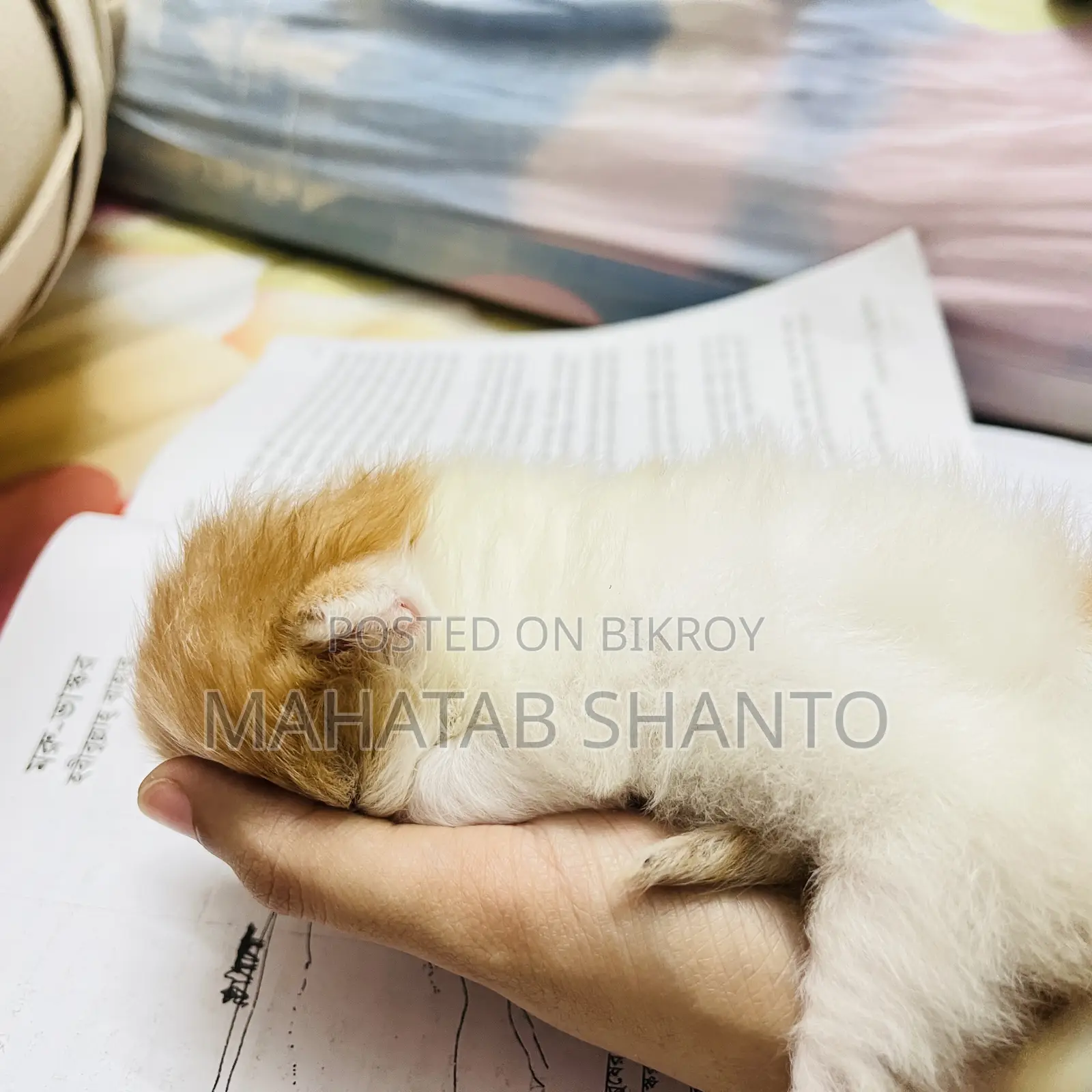 1-3 months Male Purebred Persian