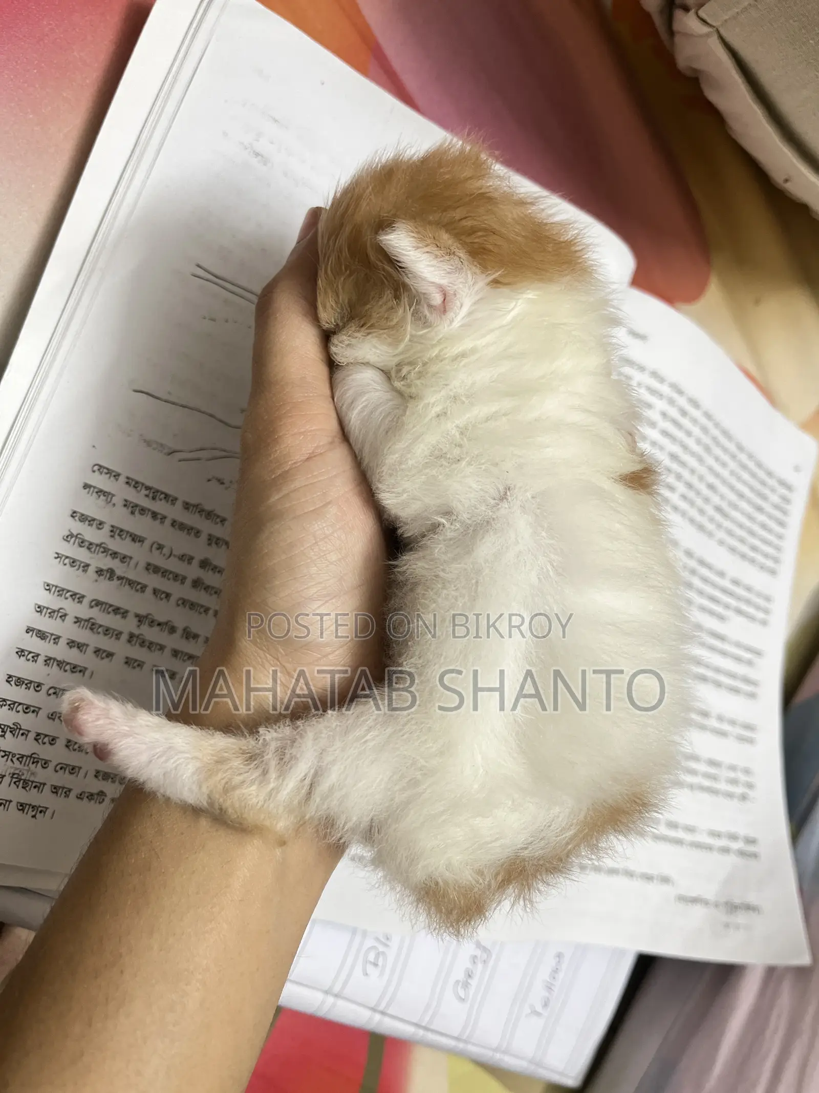 1-3 months Male Purebred Persian