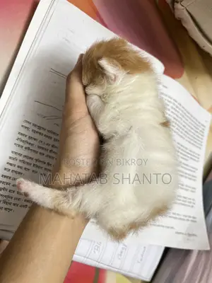 1-3 months Male Purebred Persian