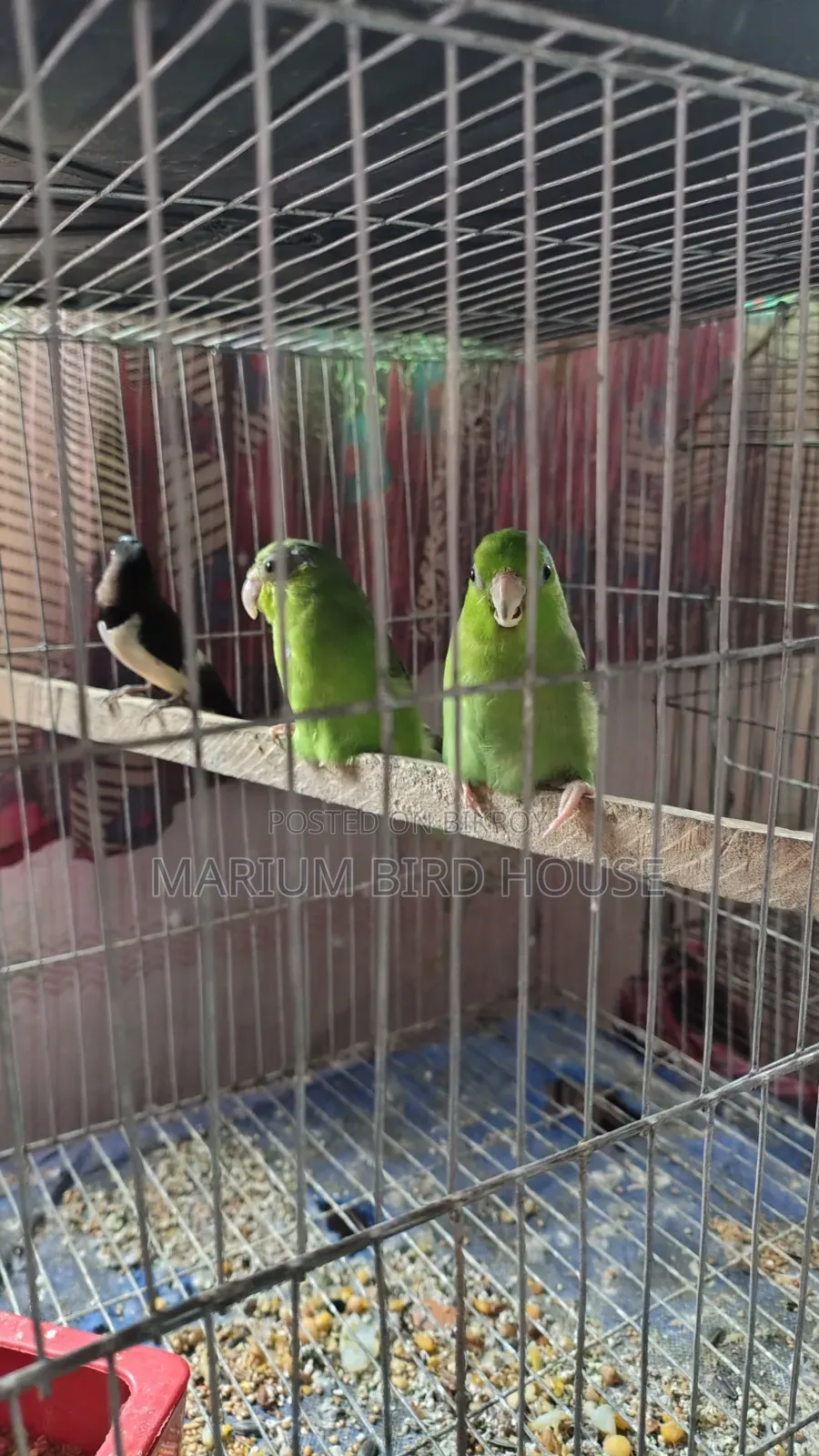 Forpus Bird