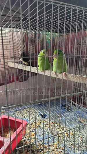 Forpus Bird