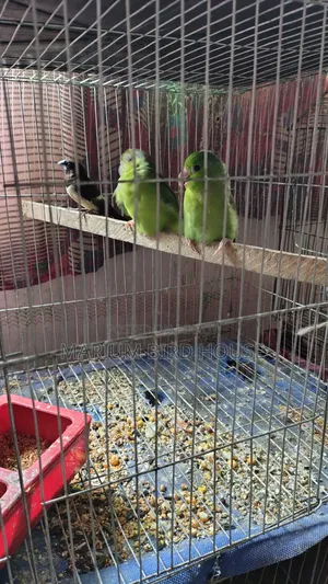 Forpus Bird