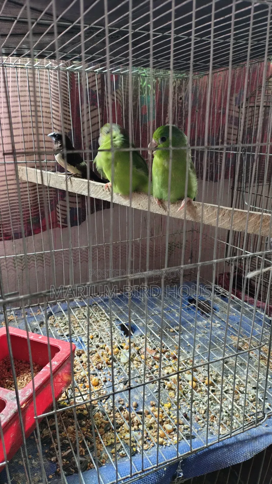 Forpus Bird