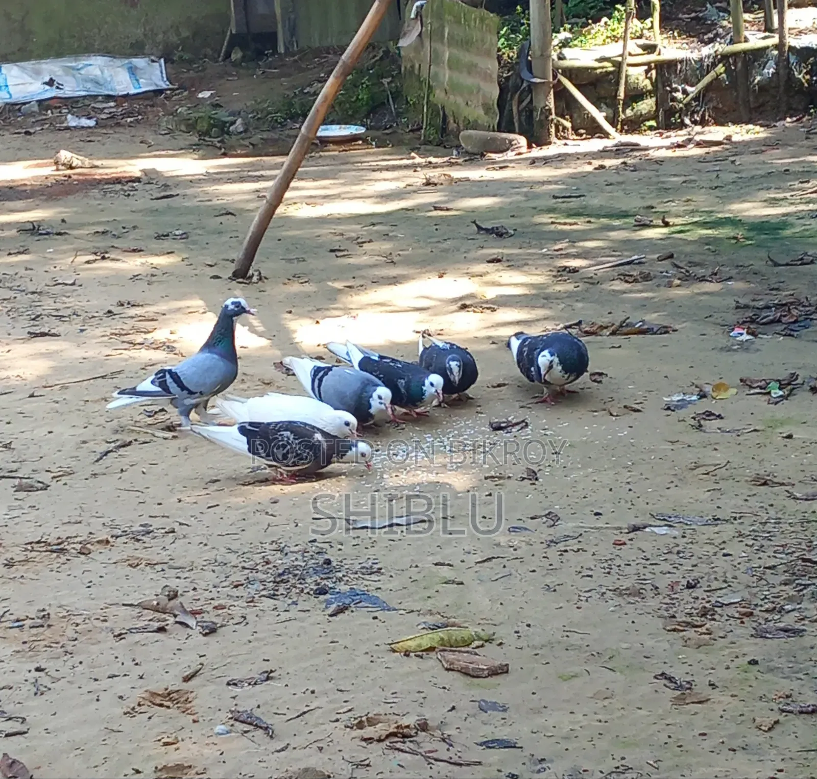 বড় সাইজ রানিং নর কবুতর