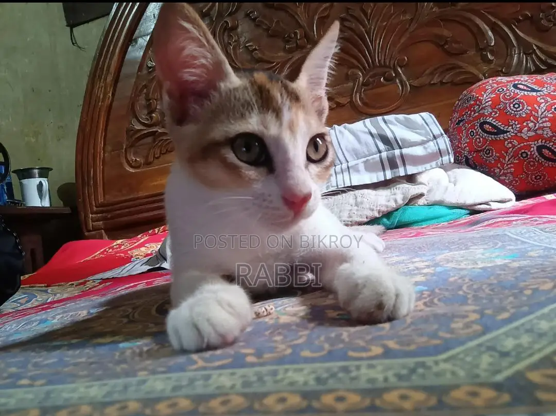 1-3 Months Female Mixed Breed Bengal