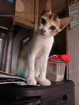 1-3 Months Female Mixed Breed Bengal