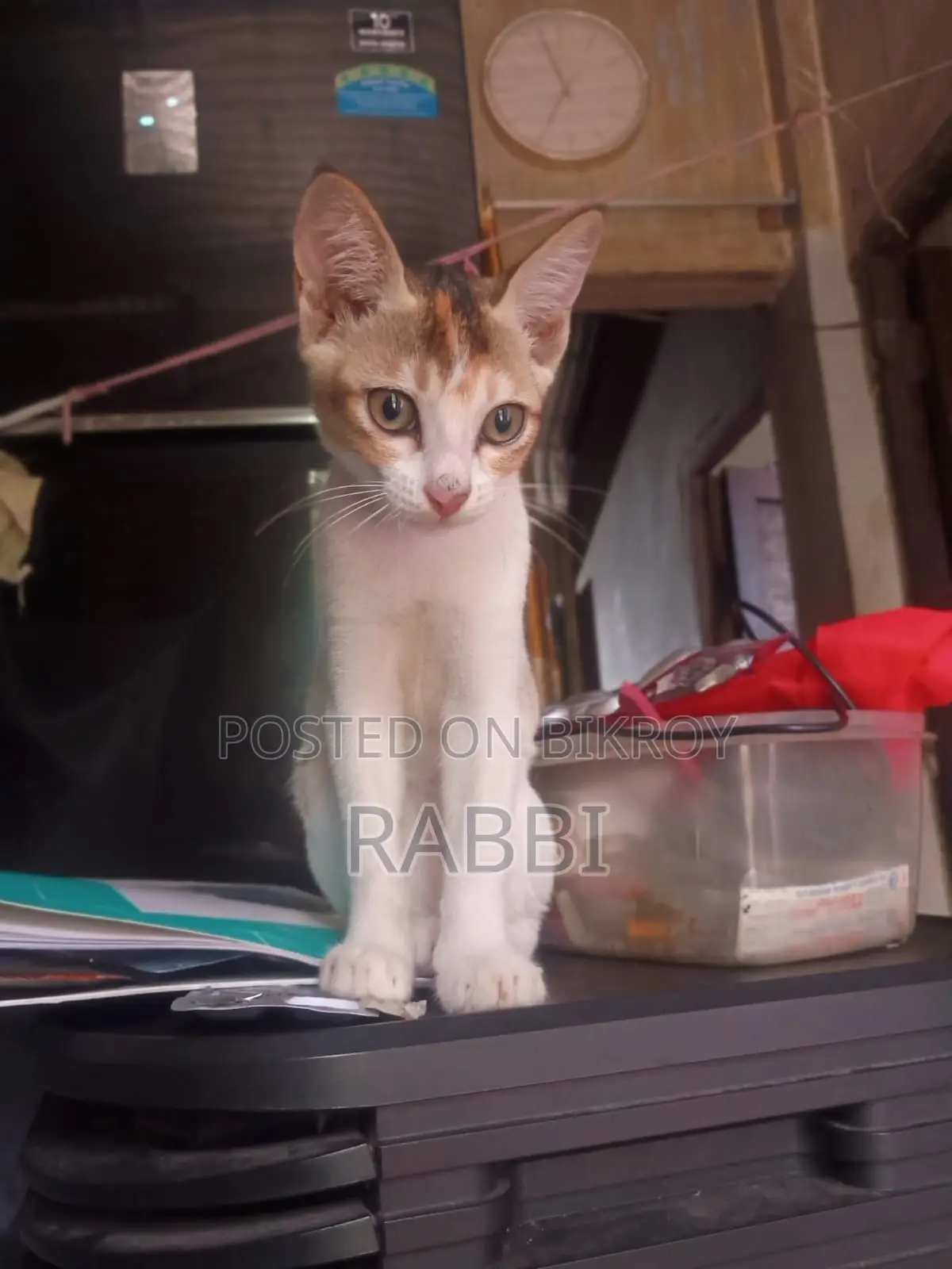 1-3 Months Female Mixed Breed Bengal