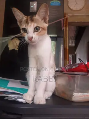 1-3 Months Female Mixed Breed Bengal