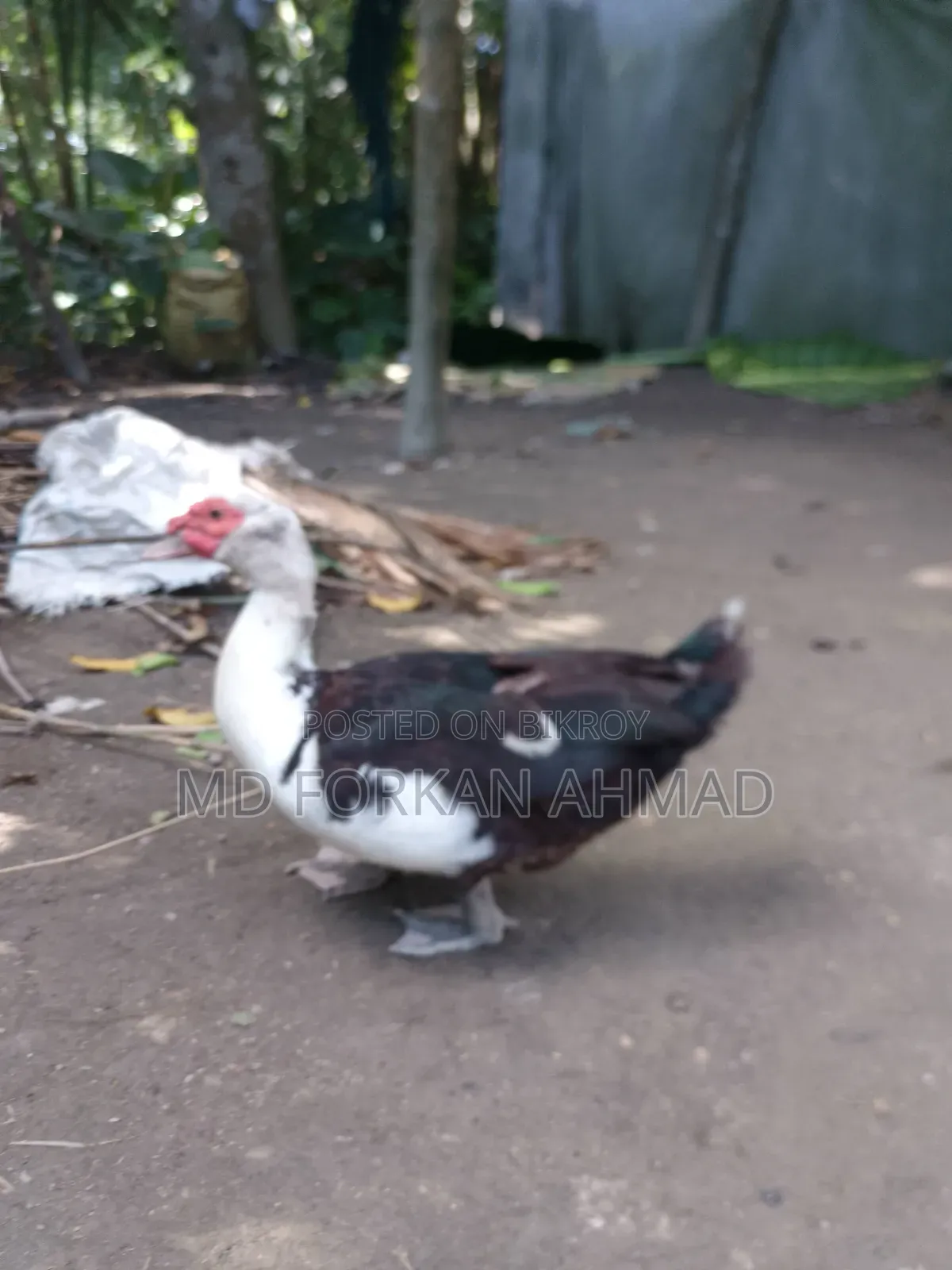 Duck for Sale