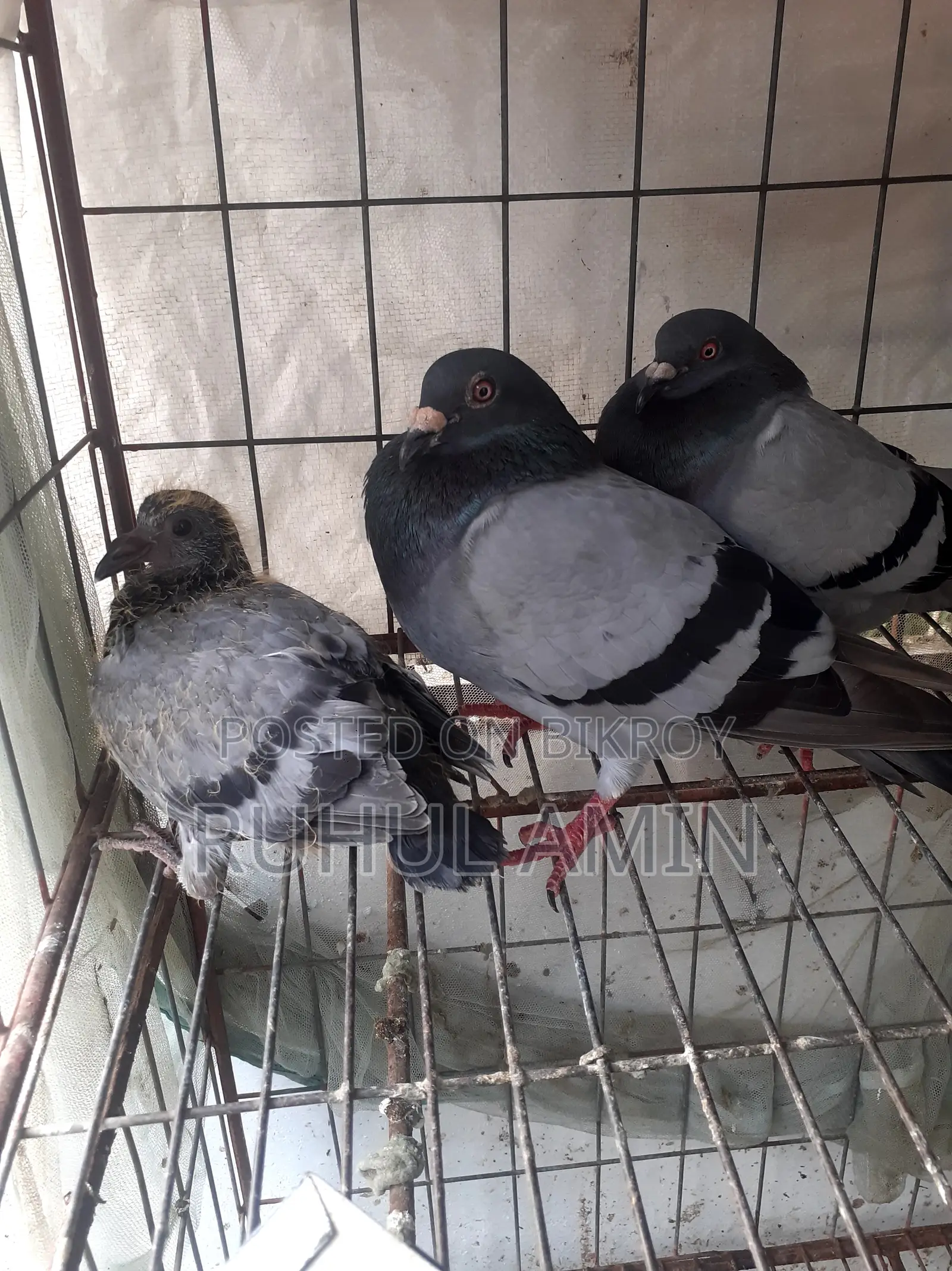 With Racer Chicks