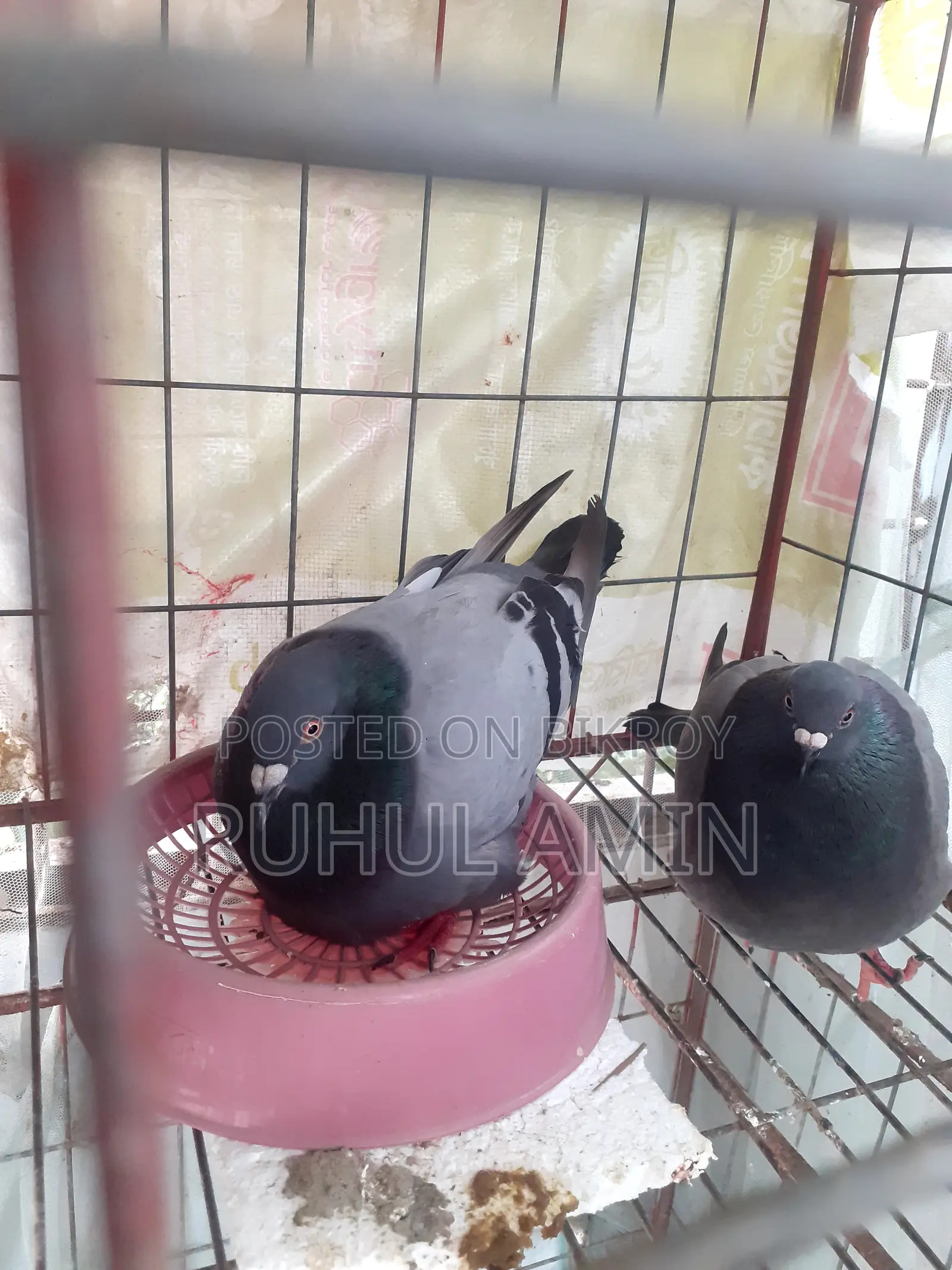 With Racer Chicks