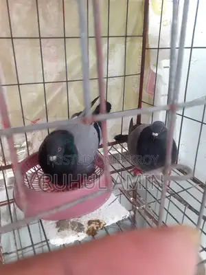 With Racer Chicks