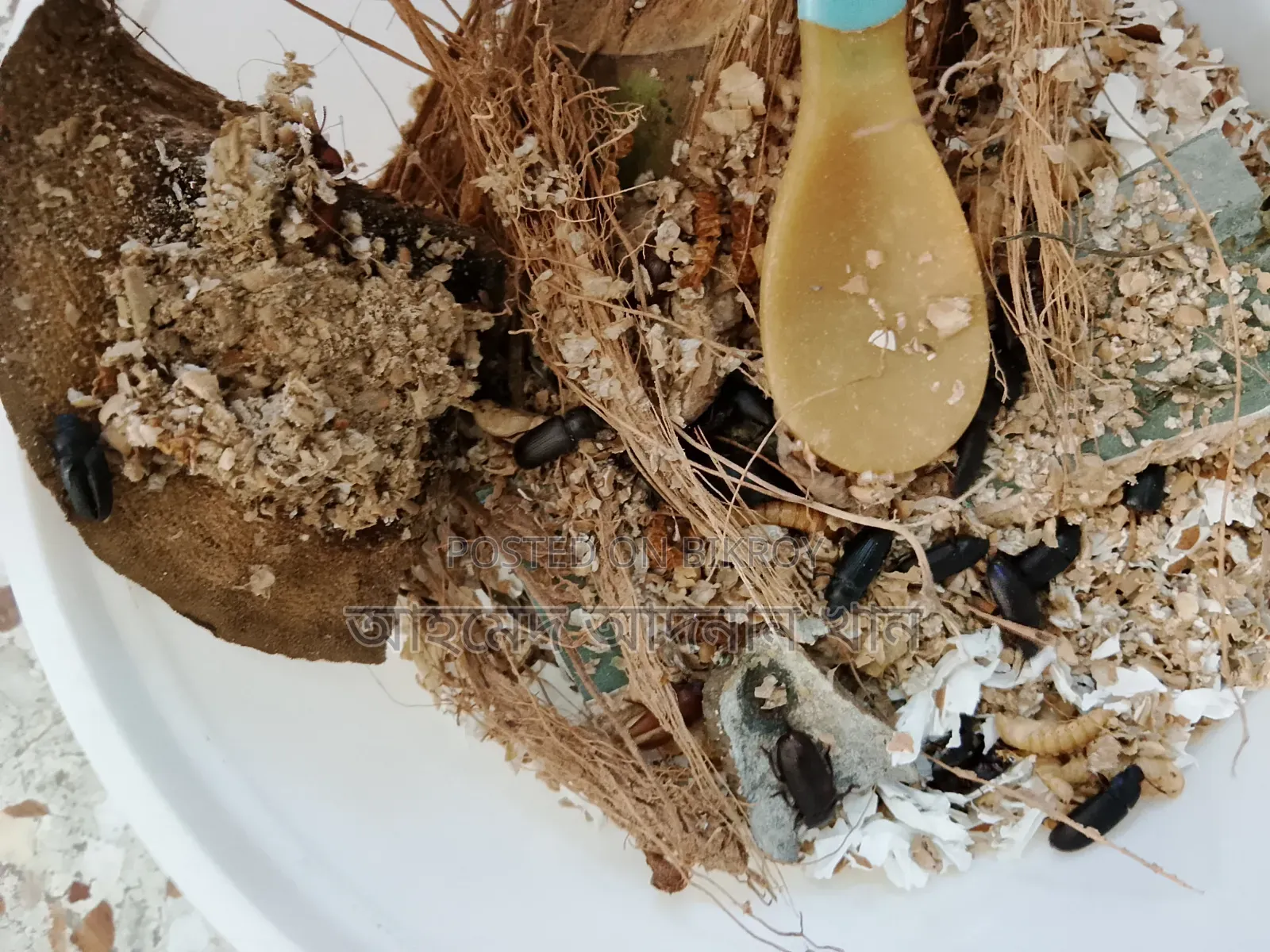 মেইল ওয়ার্ম +বাফেল ওয়ার্ম বিক্রয়