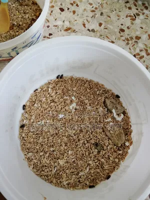 মেইল ওয়ার্ম +বাফেল ওয়ার্ম বিক্রয়