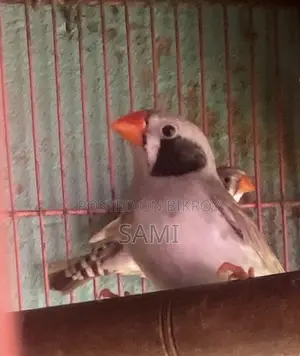 Zebra Finch