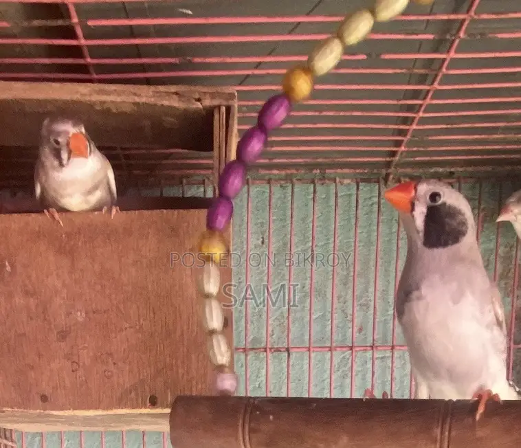 Zebra Finch