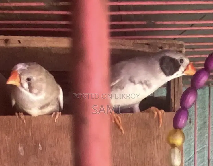 Zebra Finch