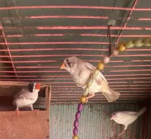 Zebra Finch