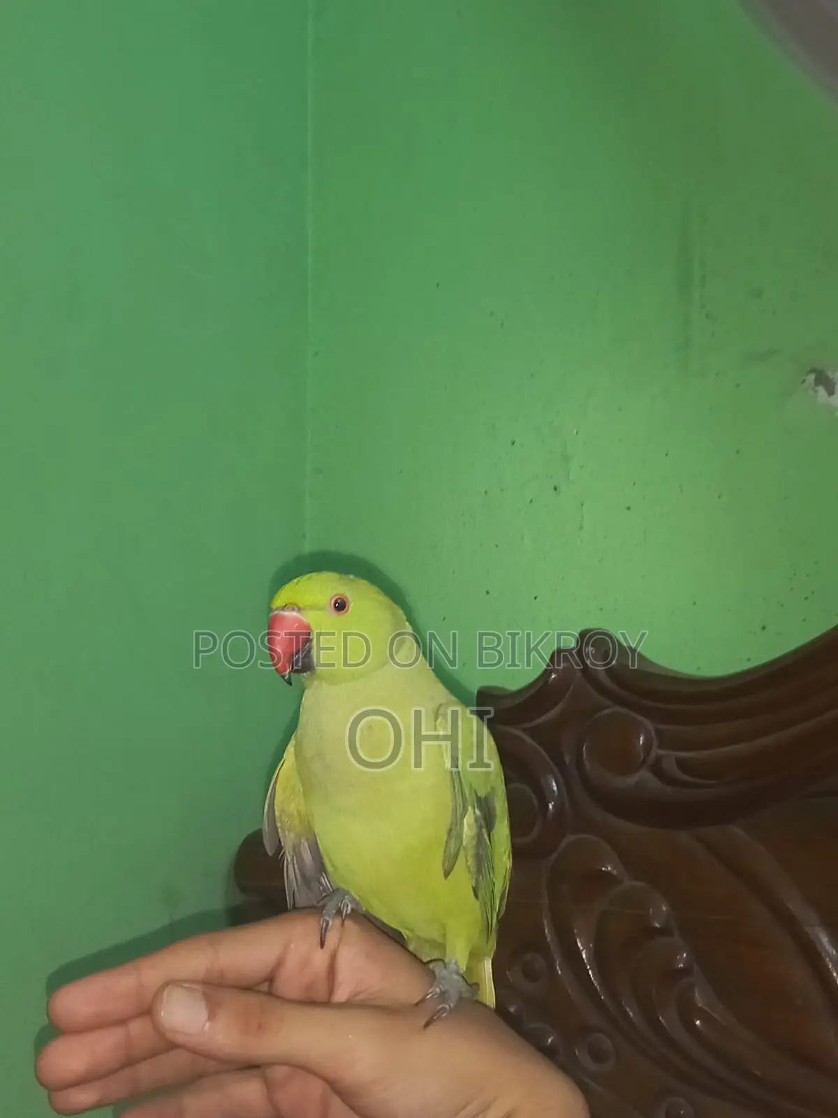 Indian Ringneck Parrot Fully Taame.Home Delivery Is Not Possible.