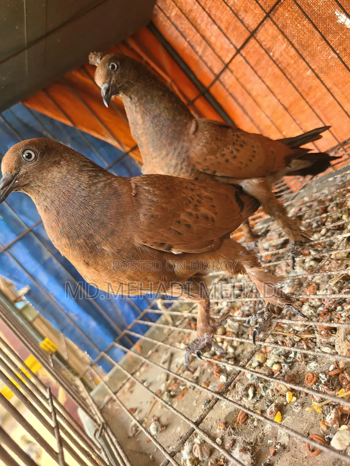 A pair of Chila baby pigeons