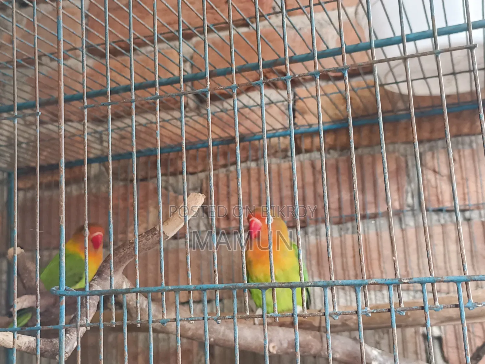 Fischer's Lovebird
