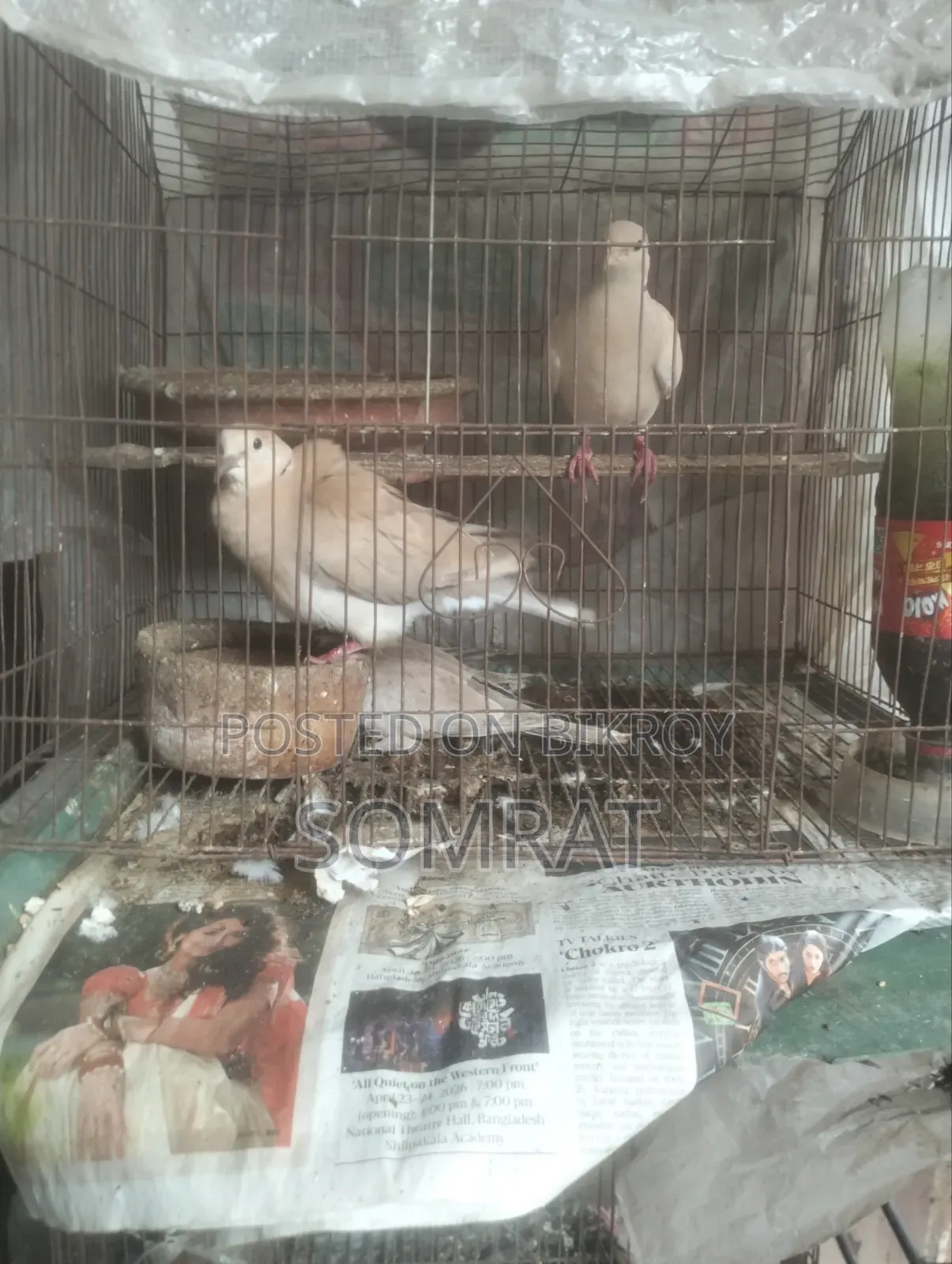 ঘুঘু পাখি বিক্রি হবে