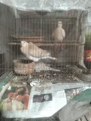 ঘুঘু পাখি বিক্রি হবে