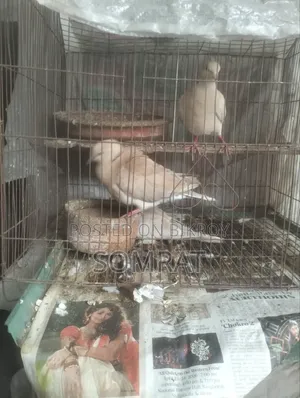 ঘুঘু পাখি বিক্রি হবে