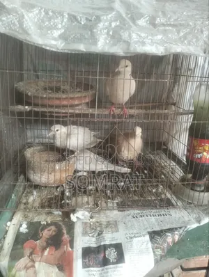 ঘুঘু পাখি বিক্রি হবে
