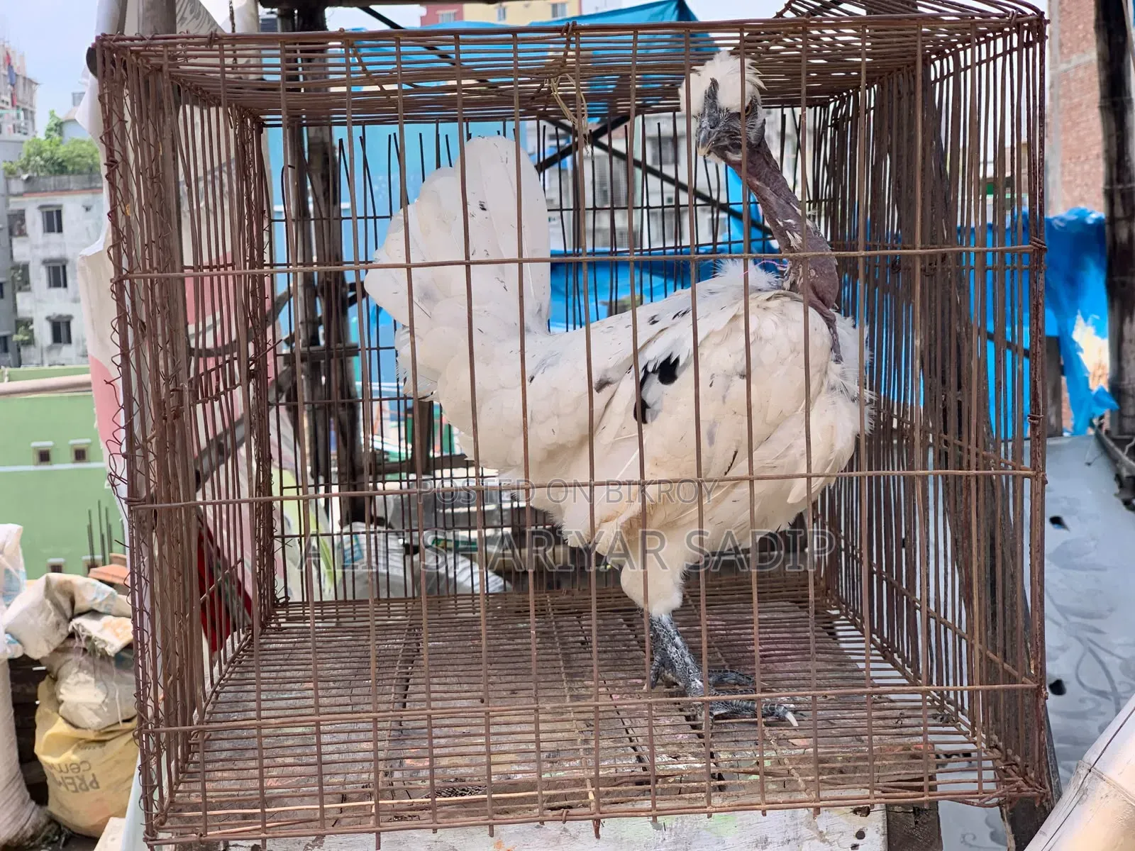 পাহাড়ি মুরগি