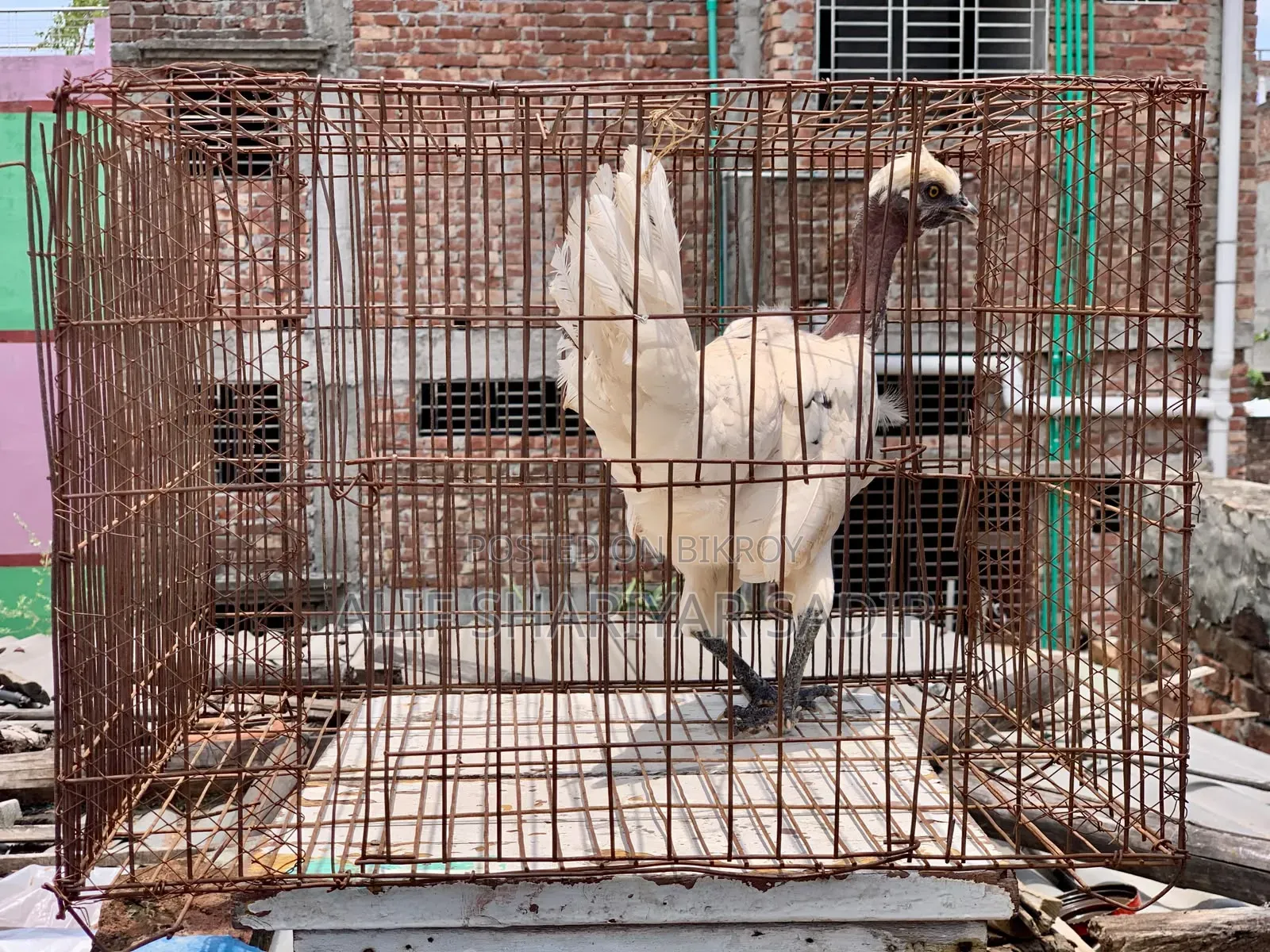 পাহাড়ি মুরগি