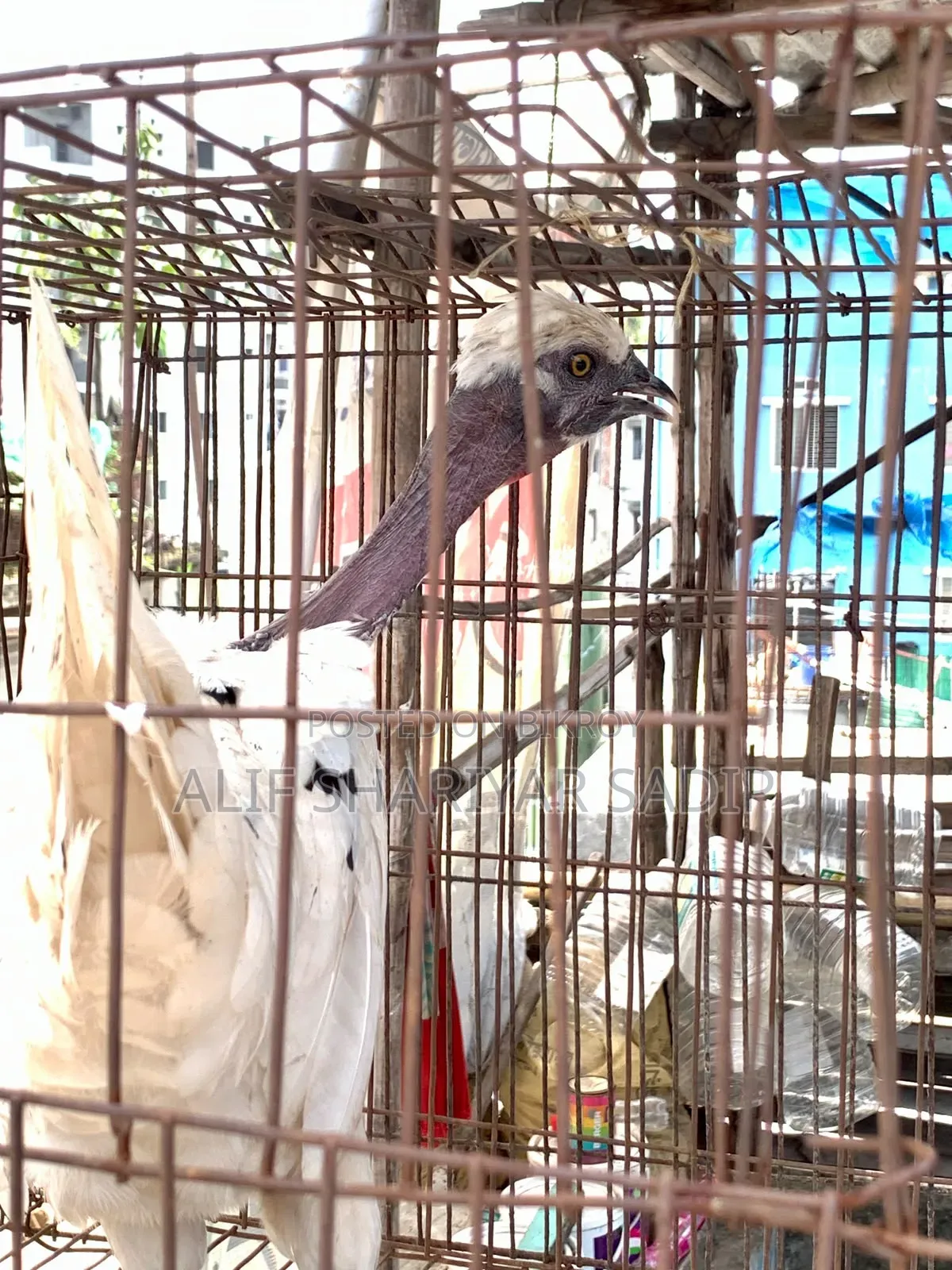পাহাড়ি মুরগি
