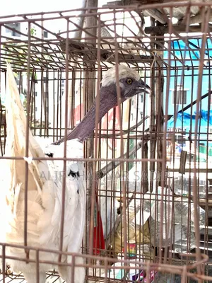 পাহাড়ি মুরগি