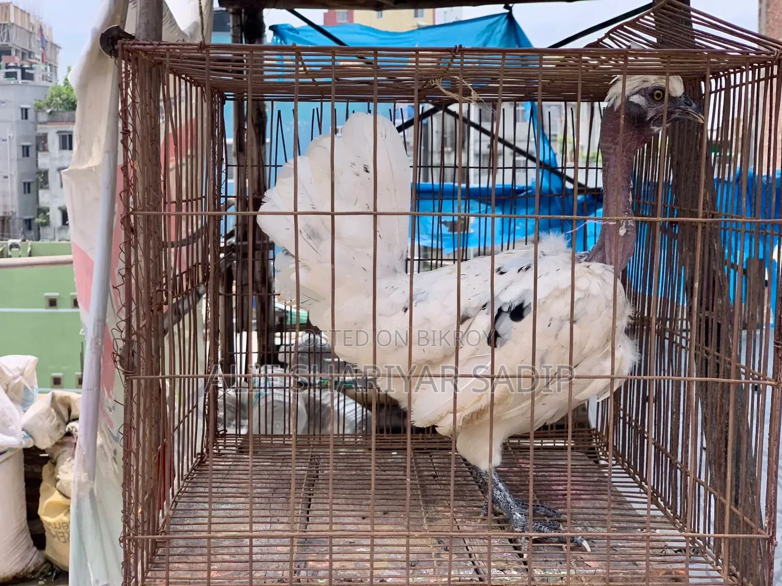 পাহাড়ি মুরগি