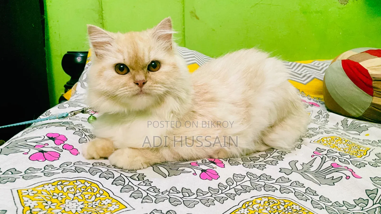 6-12 Months Female Purebred Persian