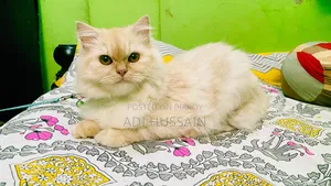 6-12 Months Female Purebred Persian