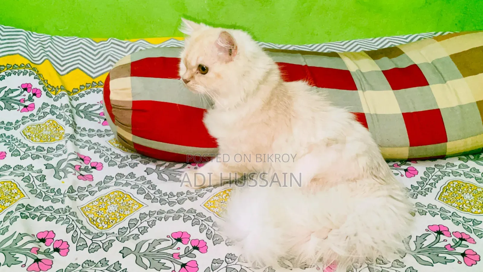 6-12 Months Female Purebred Persian