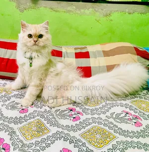6-12 Months Female Purebred Persian