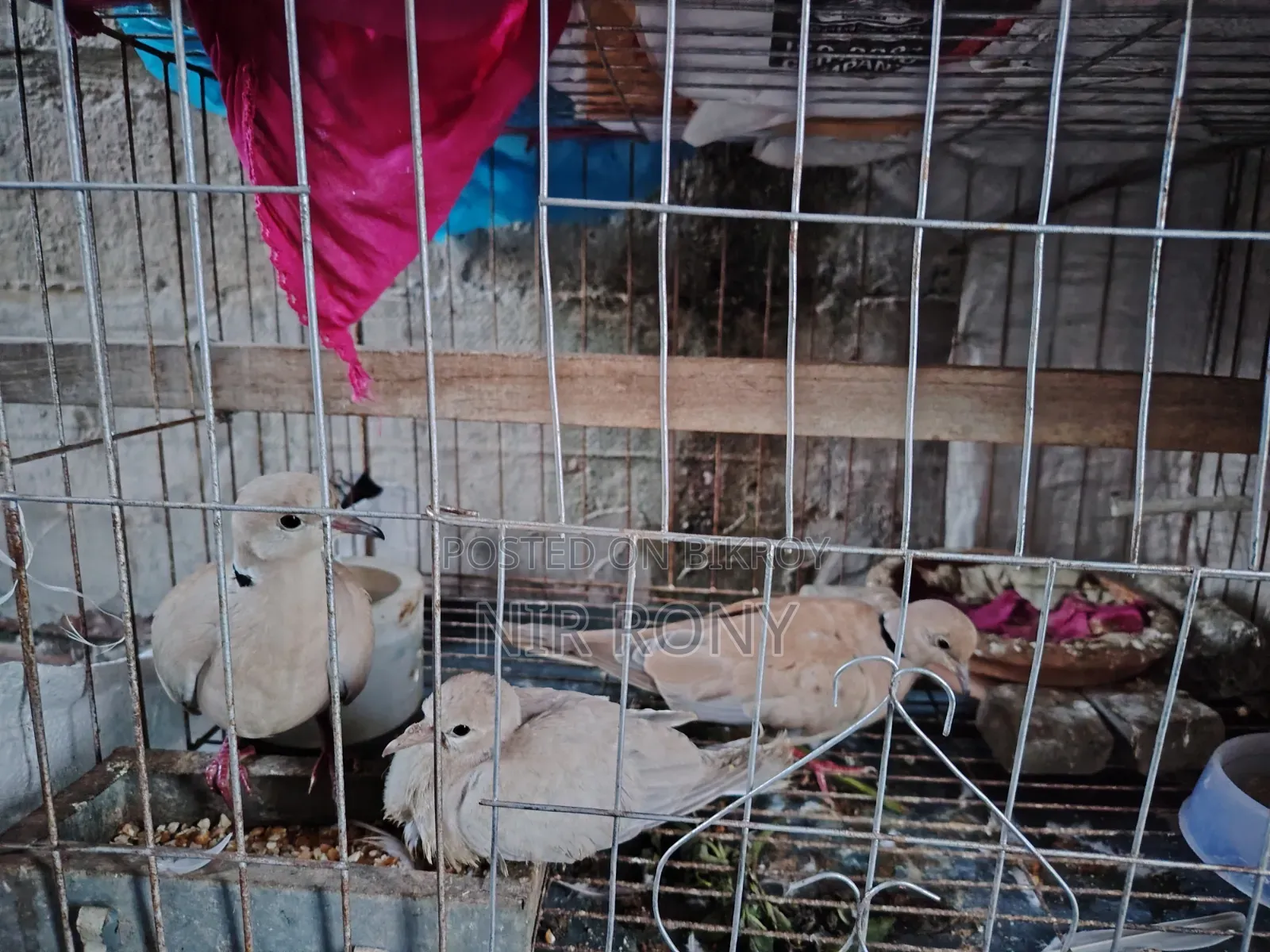 রেগুলার ডিম বাচ্চা দেয়া পাখি