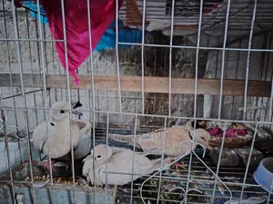 রেগুলার ডিম বাচ্চা দেয়া পাখি