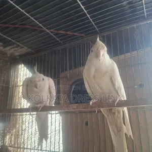 ককাটেল পাখি