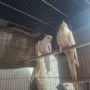 ককাটেল পাখি