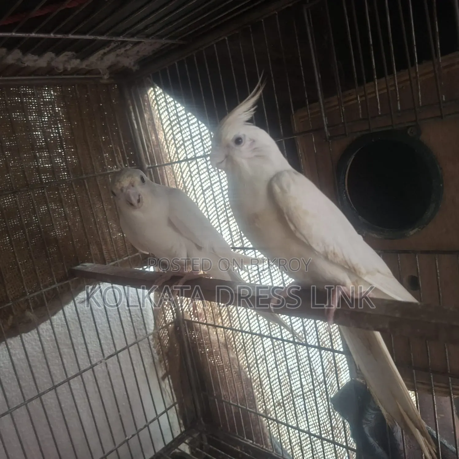 ককাটেল পাখি