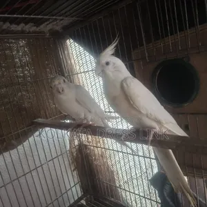ককাটেল পাখি