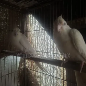 ককাটেল পাখি