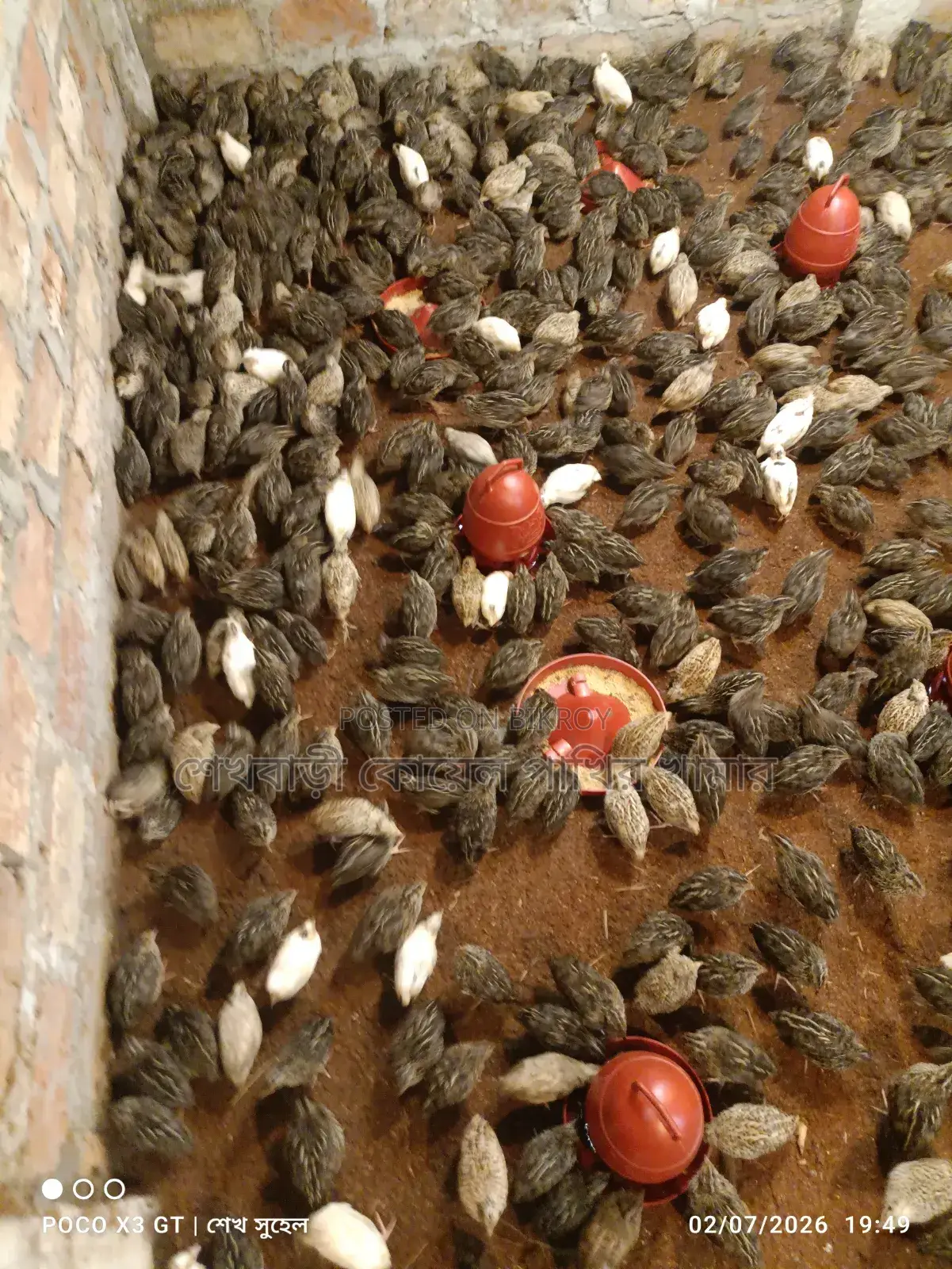 Female quail birds for eggs, fully medicated.